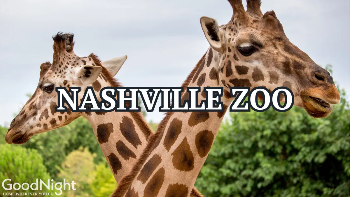 A cheerful outdoor scene at the Nashville Zoo, featuring giraffes surrounded by lush greenery. The environment is lively and inviting, capturing the spirit of a fun, educational family outing.